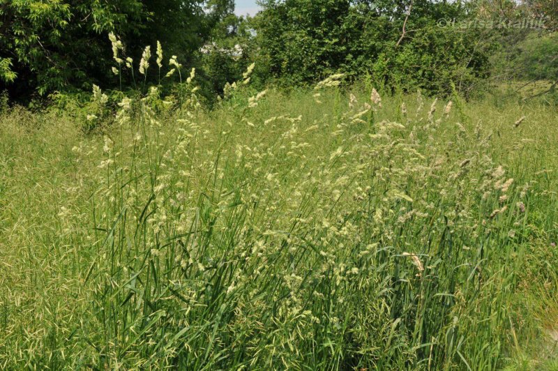 Ежа сборная Dactylis glomerata l.