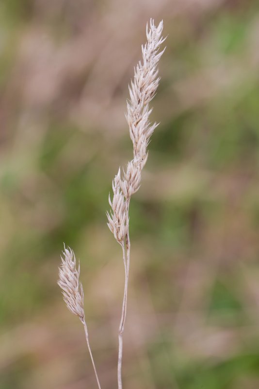 Ежа сборная Dactylis glomerata l.