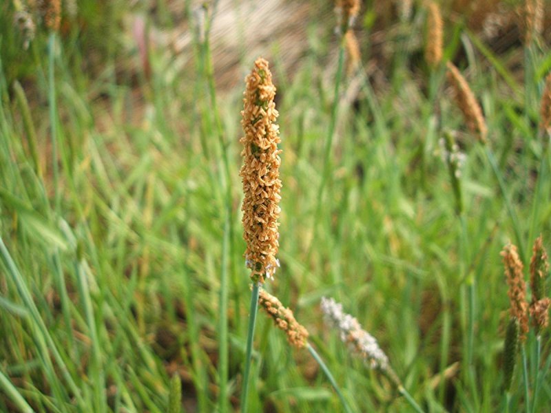 Лисохвост Луговой (Alopecurus pratensis).