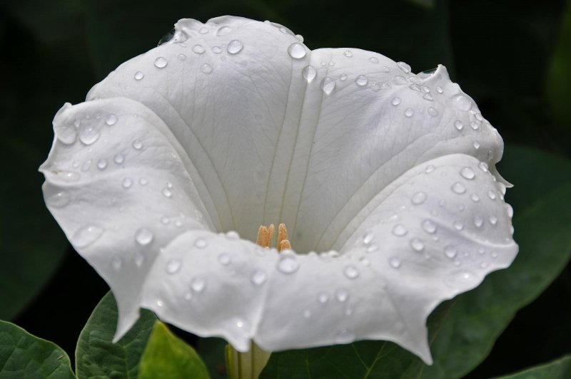 Датура (Datura)