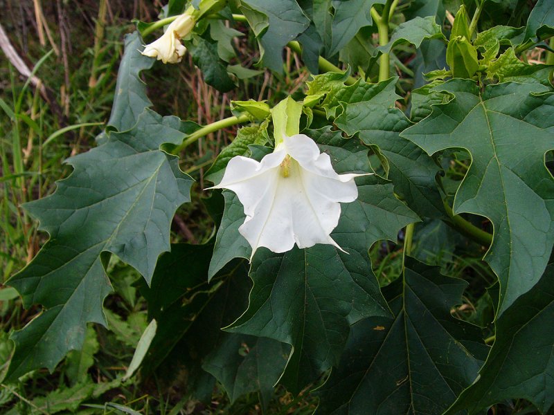 Datura stramonium – дурман обыкновенный