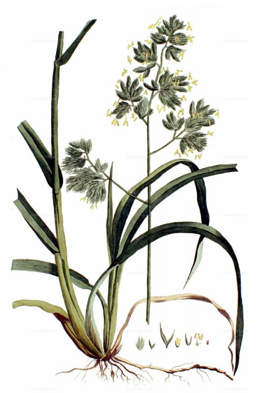 Dactylis glomerata рисунок