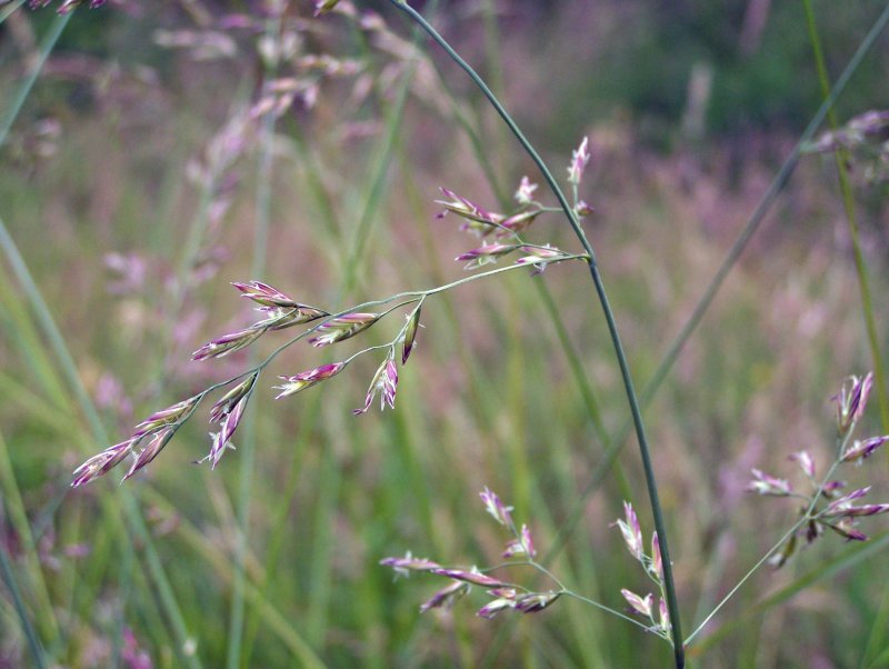 Arundinacea мискантус