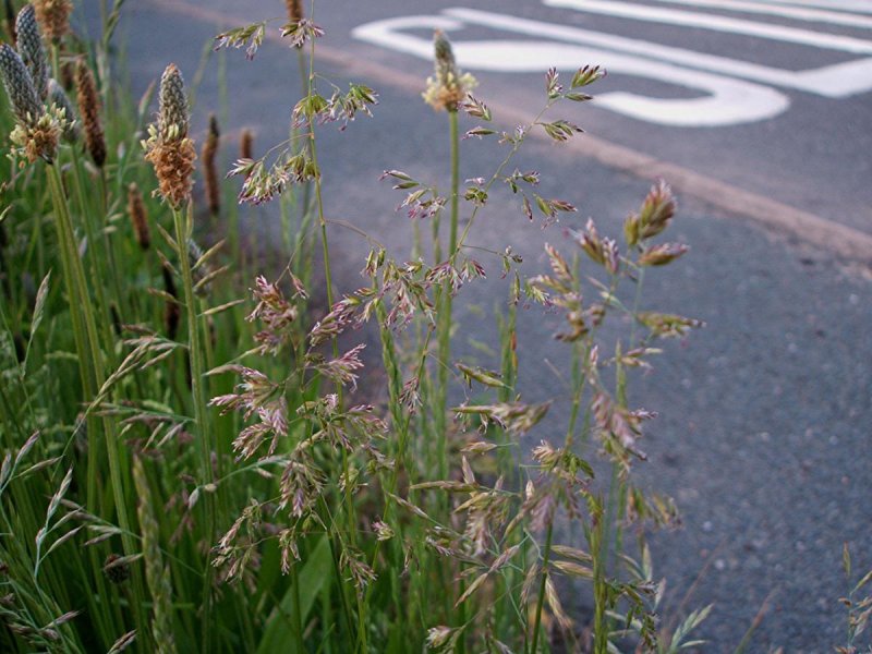 Лисохвост Луговой (Alopecurus pratensis).