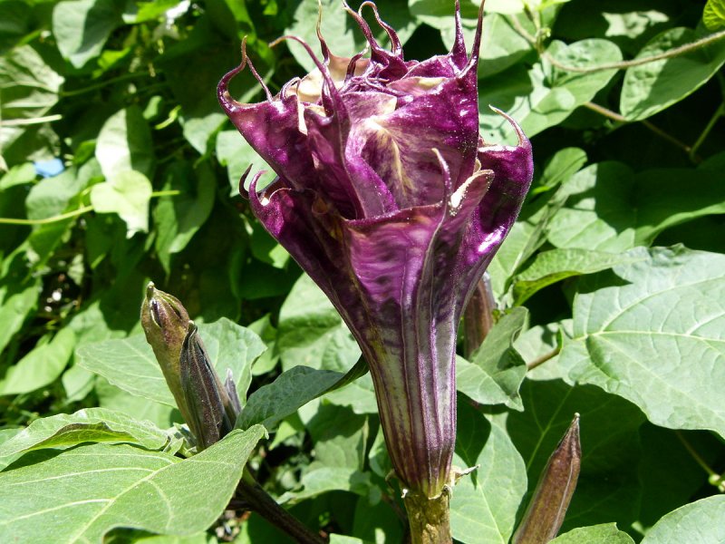 Datura fastuosa