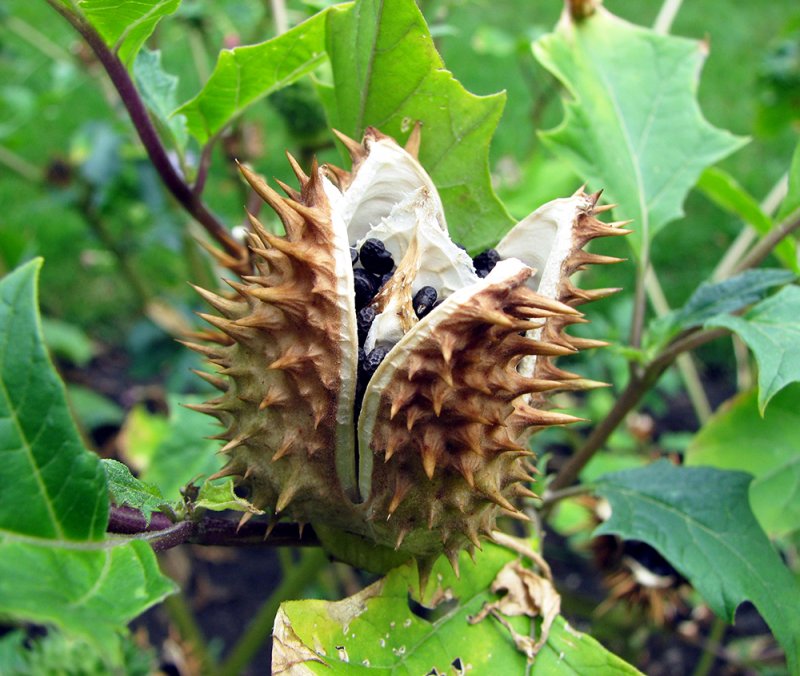 Datura stramonium – дурман обыкновенный