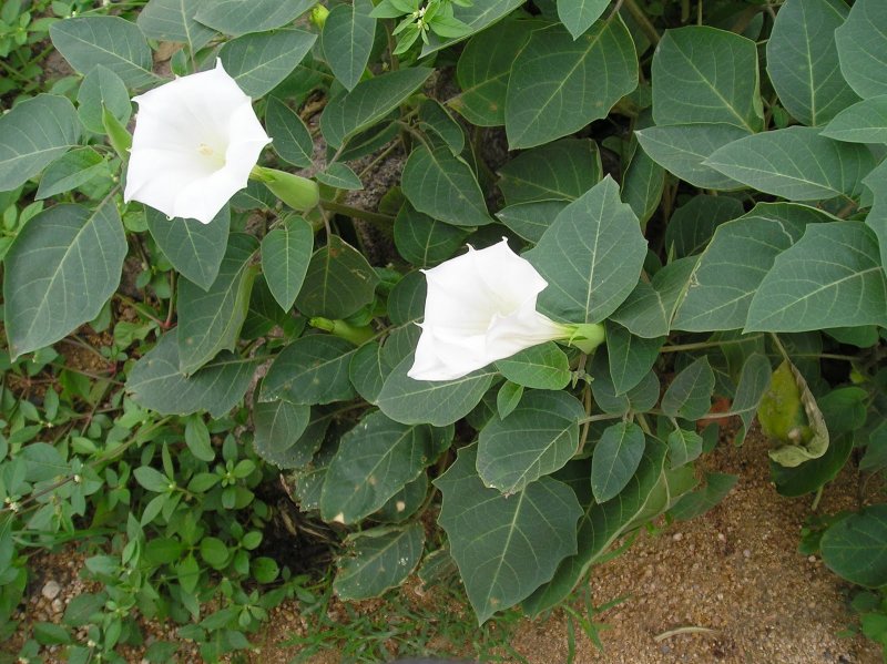 Дурман Datura Metel
