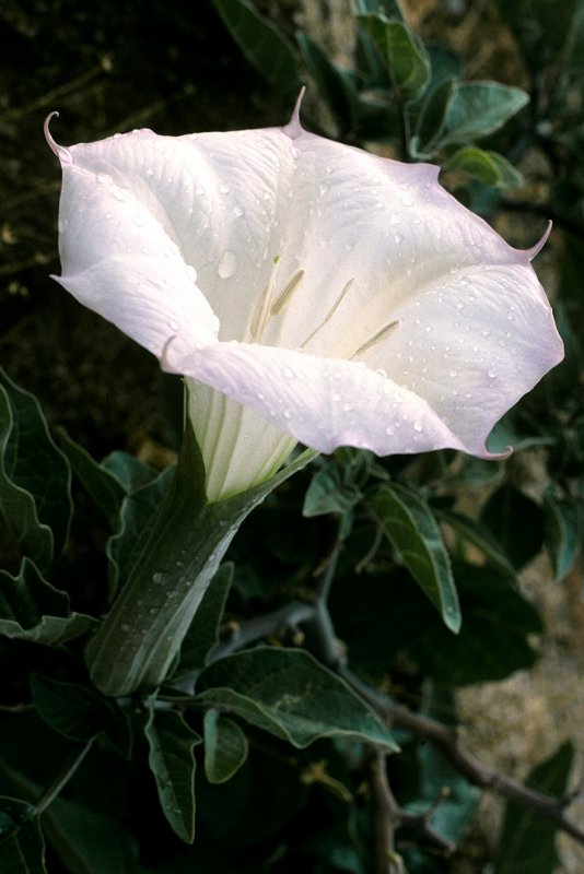Датура (Datura)