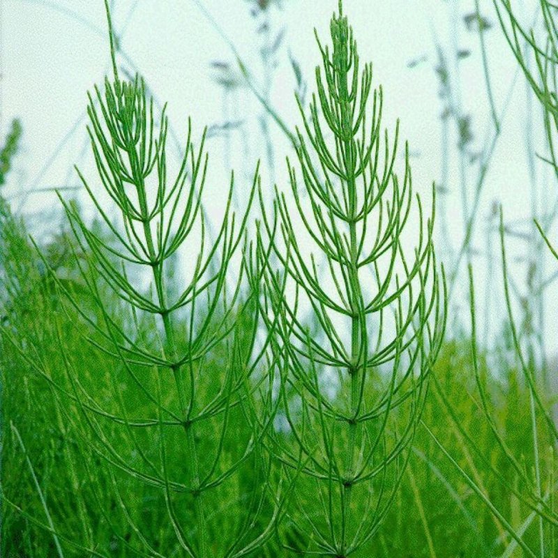 Хвощ полевой (Equisetum arvense)