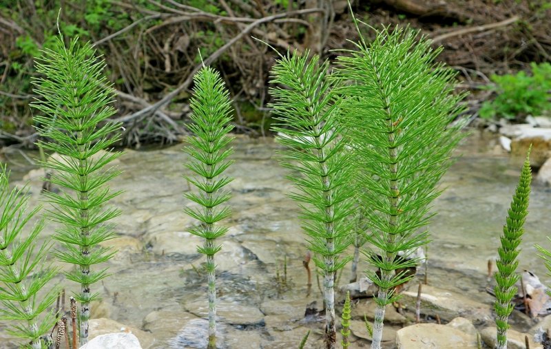 Хвощ большой Equisetum telmateia