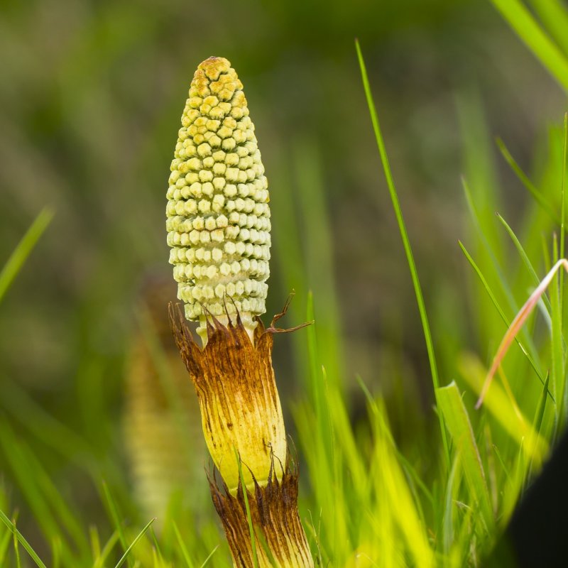 Хвощ полевой Equisetum arvense l.