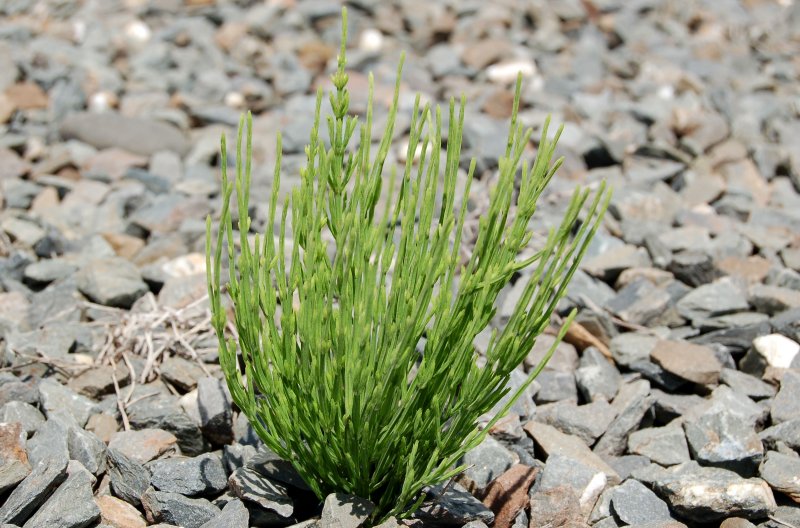 Хвощ зимующий Equisetum hyemale