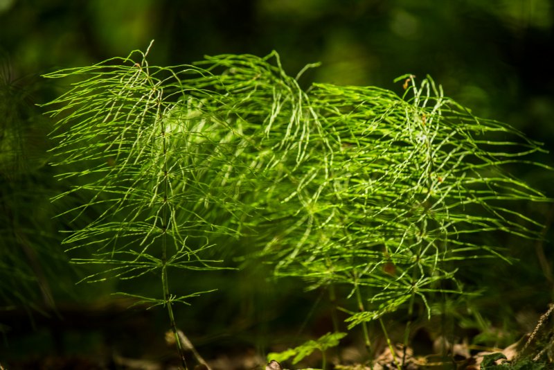 Хвощ (Equisetum)
