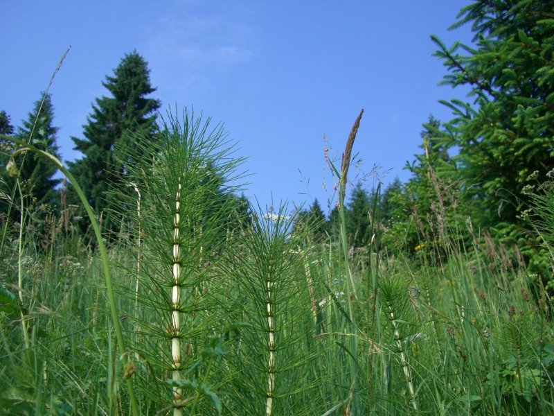 Horsetail Equisetum arvense растение