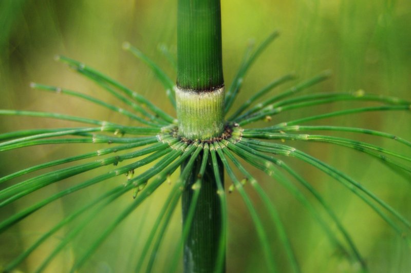 Стебель Equisetum arvense