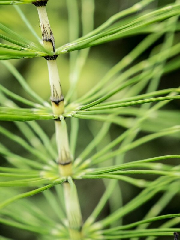 Хвощ полевой (Equisetum arvense)