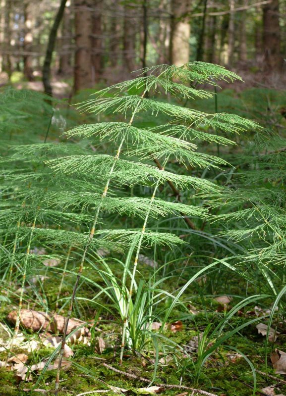 Хвощ полевой Equisetum arvense l.