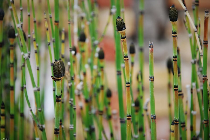 Хвощ болотный (Equisetum palustre)