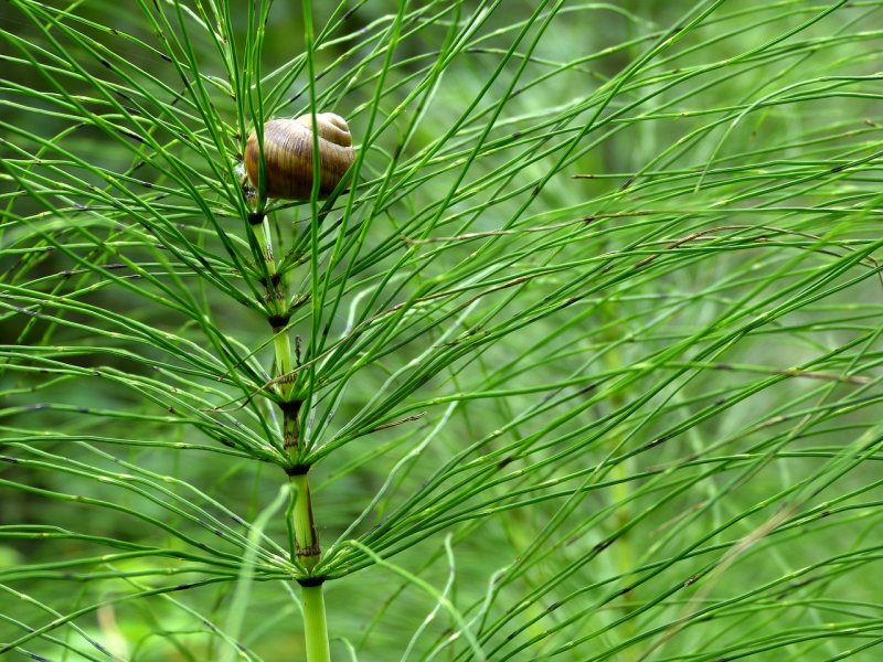 Хвощ полевой (Equisetum arvense)
