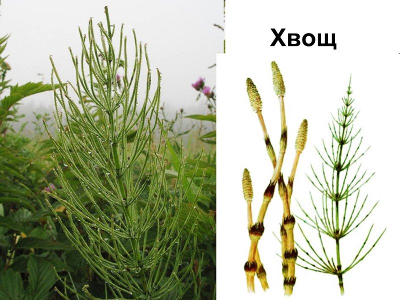Хвощ полевой (лат. Equisetum arvense l.)