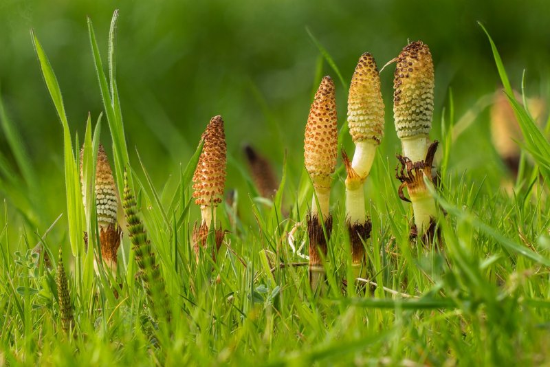 Хвощ полевой (Equisetum arvense)