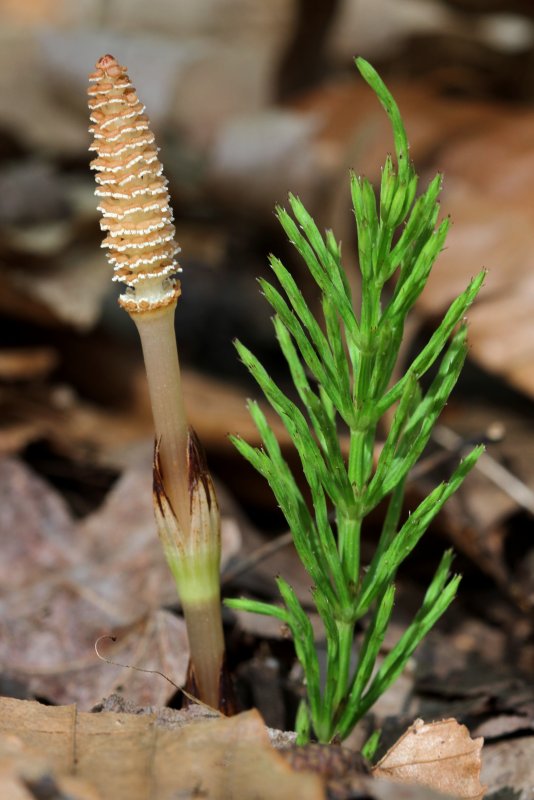 Хвощ полевой Equisetum arvense l.
