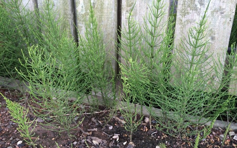 Equisetum arvense l.
