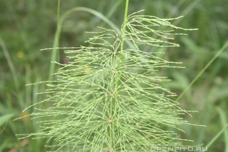 Хвощ полевой (Equisetum arvense)