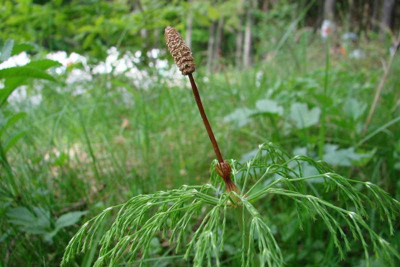 Хвощ гигантский Equisetum giganteum