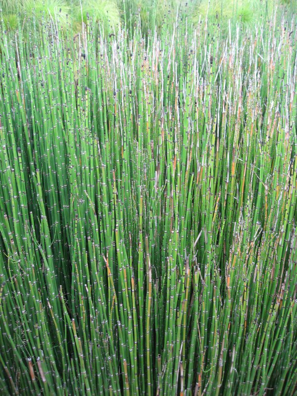 Хвощ Луговой Equisetum pratense
