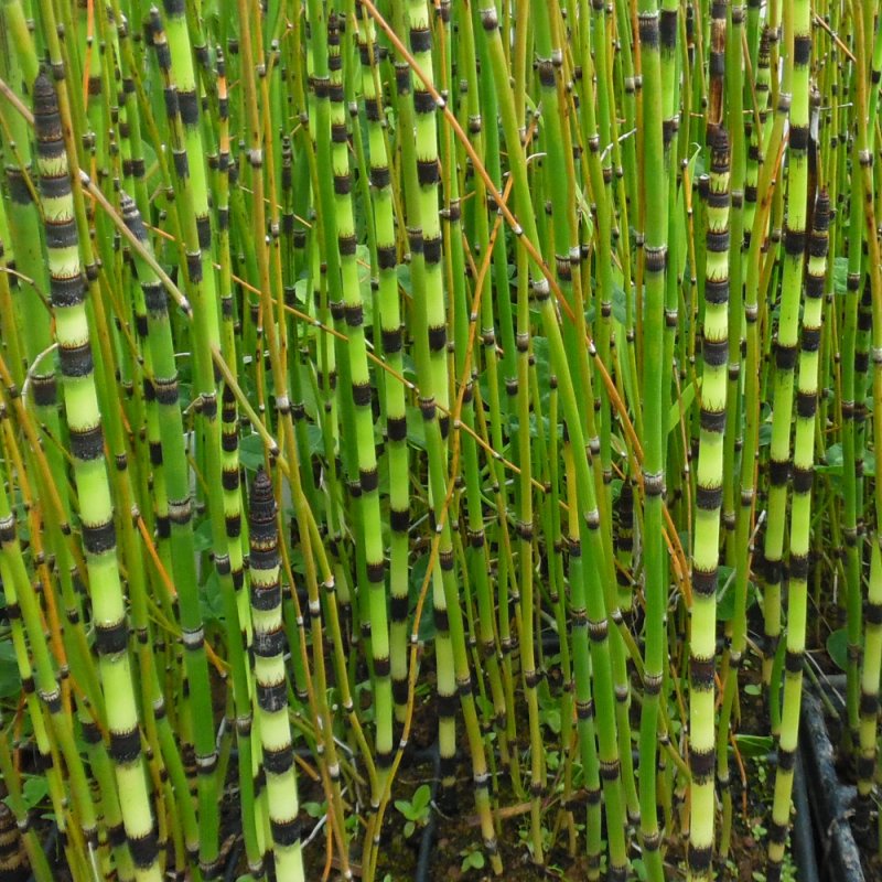 Водное растение Equisetum Horsetail