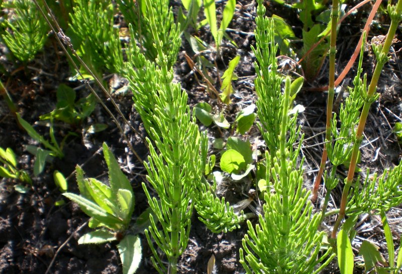 Хвощ Приречный (Equisetum fluviatile)