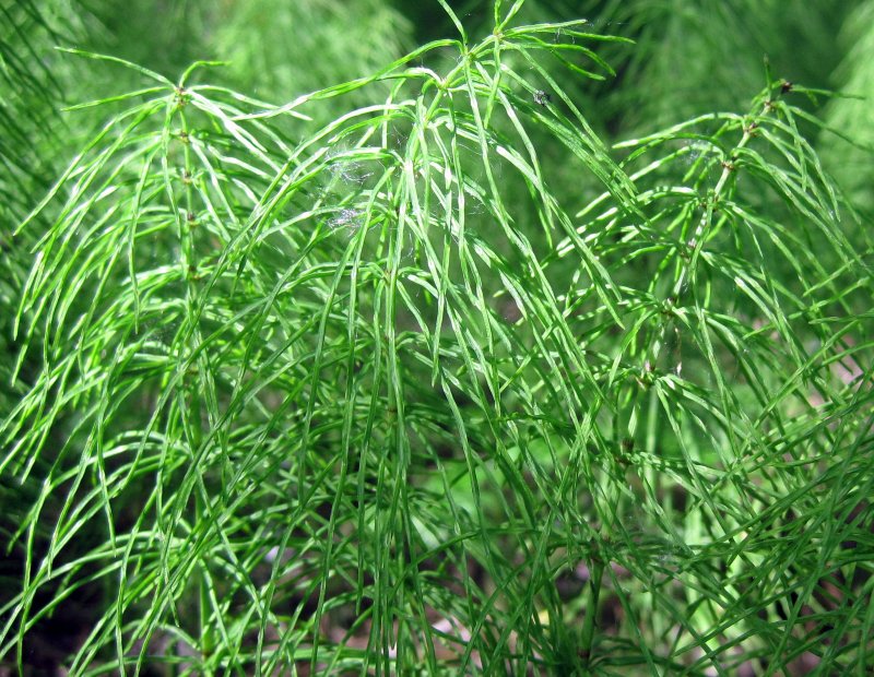 Хвощ зимующий Equisetum hyemale