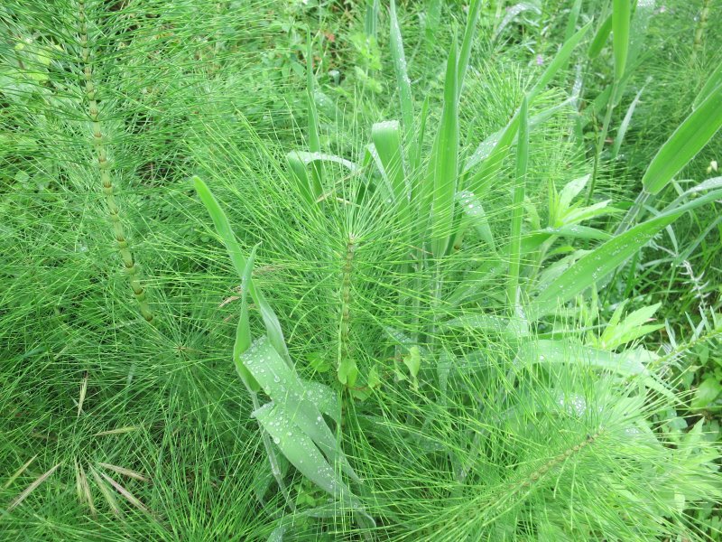 Хвощ (Equisetum)
