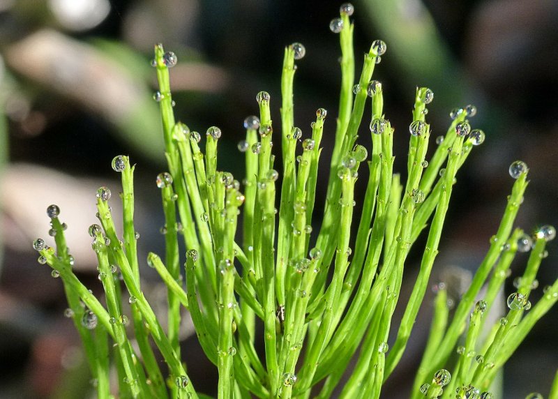 Хвощ полевой Equisetum arvense l.