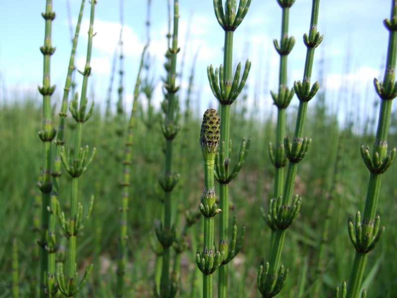 Equisetum Rush