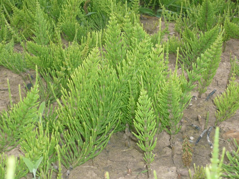 Хвощ Речной(Equisetum fluviatile l.)