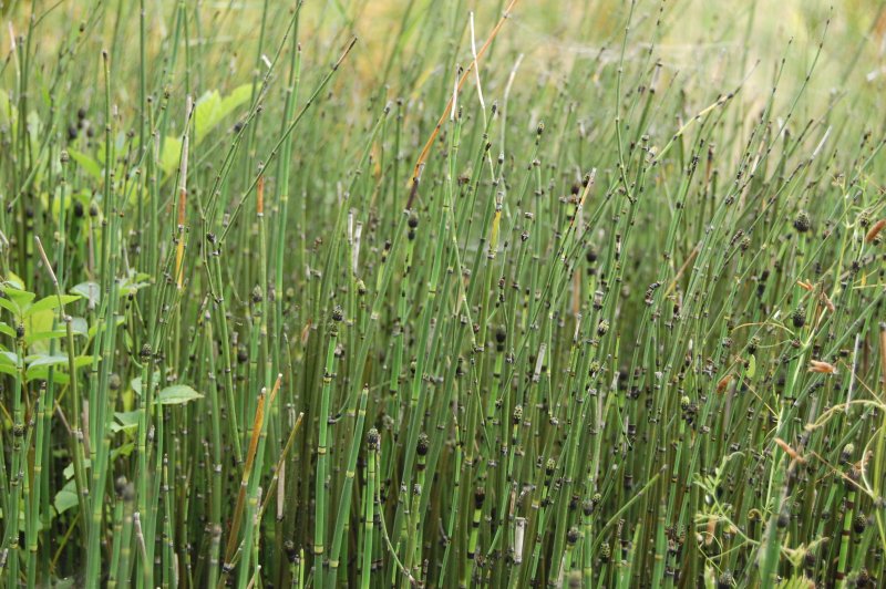 Equisetum arvense ксерофит
