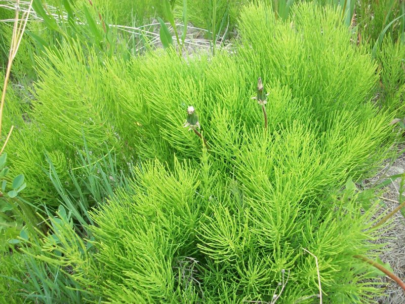 Хвощ зимующий Equisetum hyemale