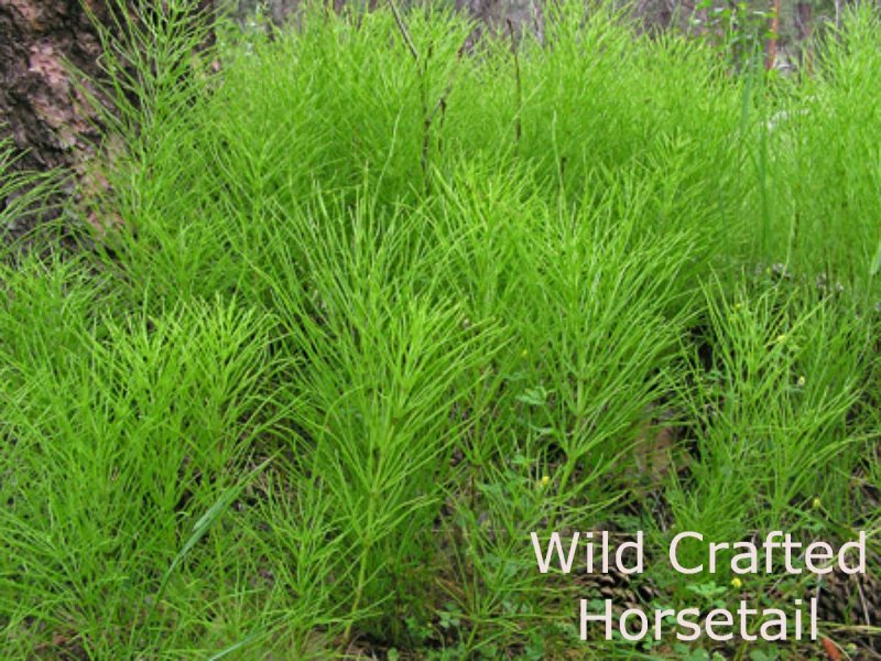 Хвощ Приречный (Equisetum fluviatile l.) куст
