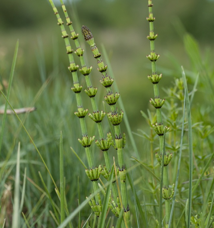 Хвощ зимующий Equisetum hyemale