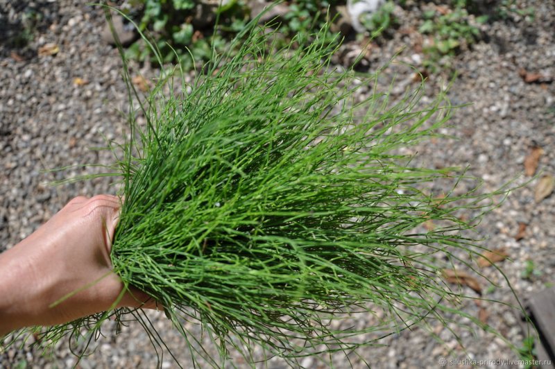 Хвощ полевой (Equisetum arvense)