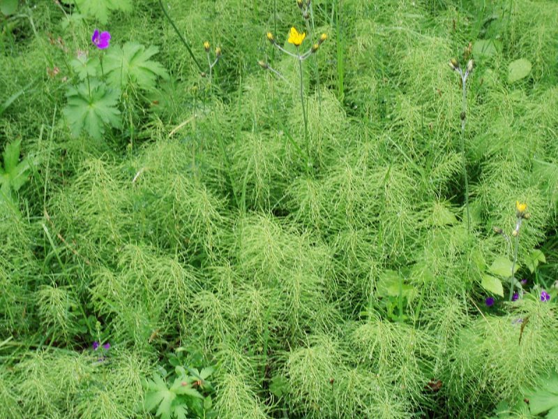 Equisetum sylvaticum l.