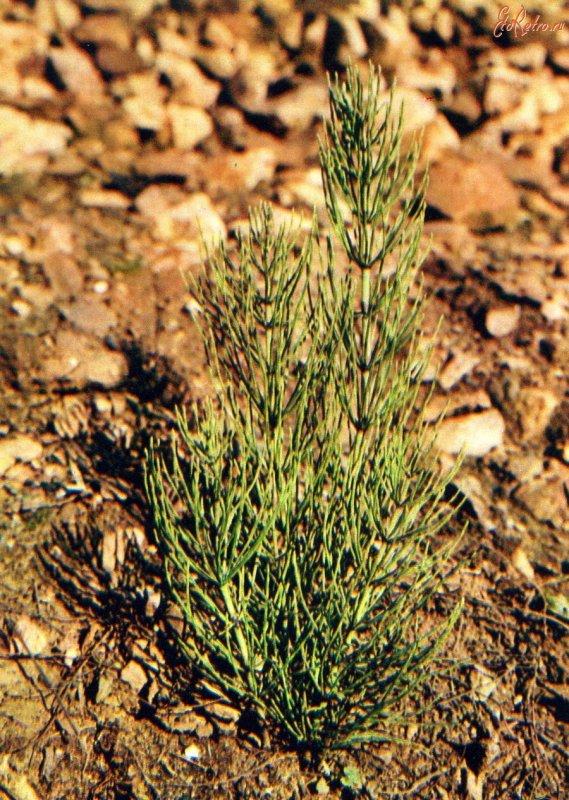 Хвощ Луговой Equisetum pratense
