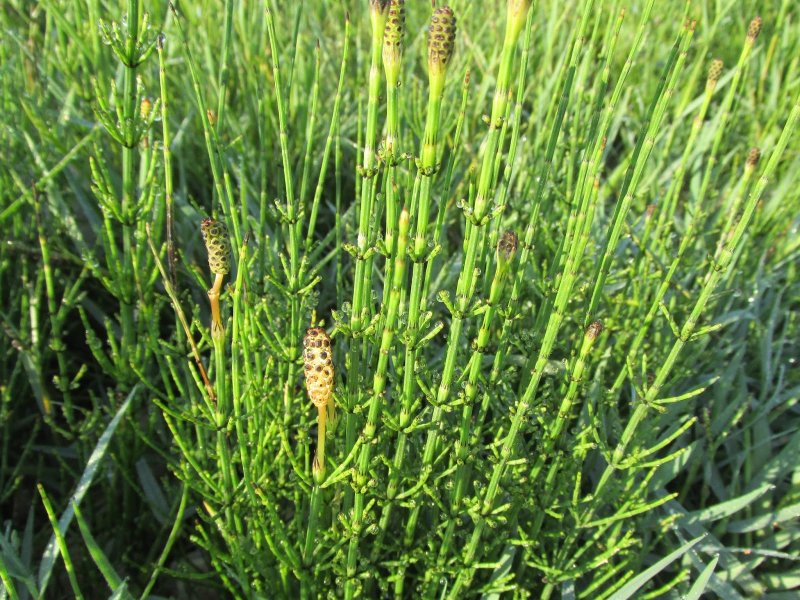 Хвощ зимующий Equisetum hyemale