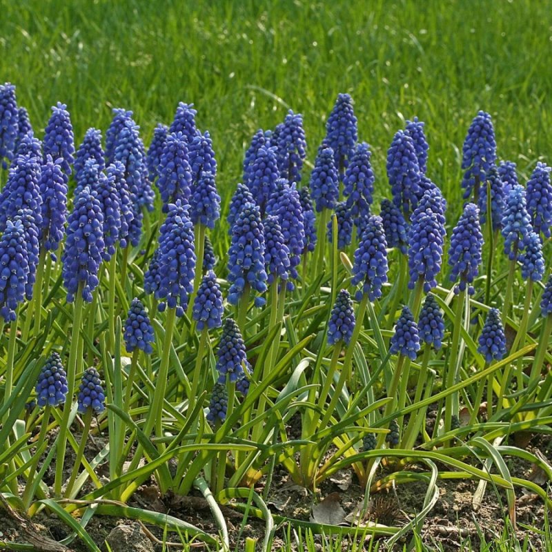 Мускари azureum