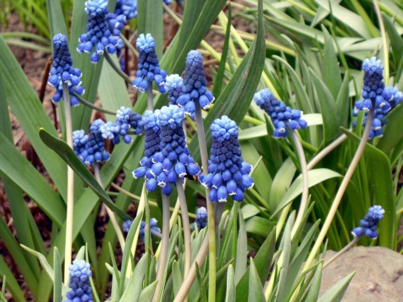 Мускари Muscari racemosum
