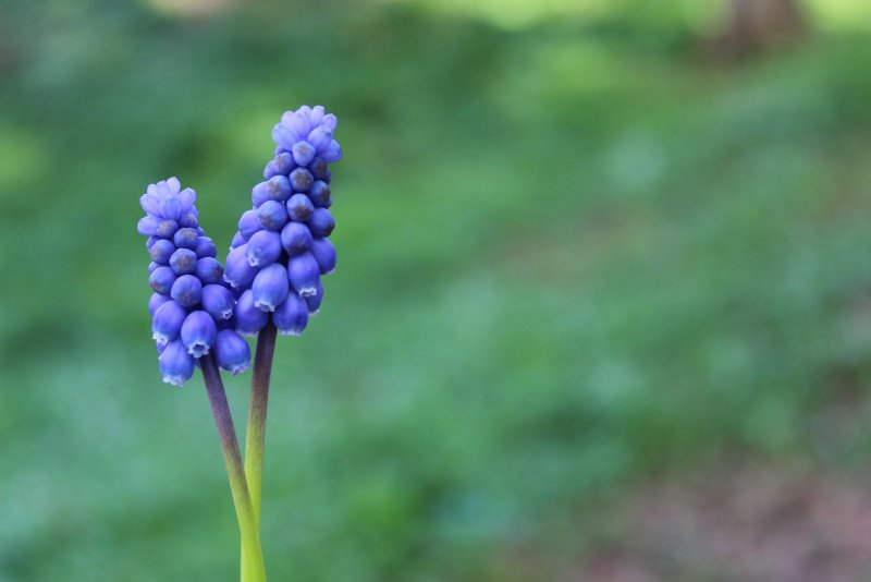 Мускари azureum