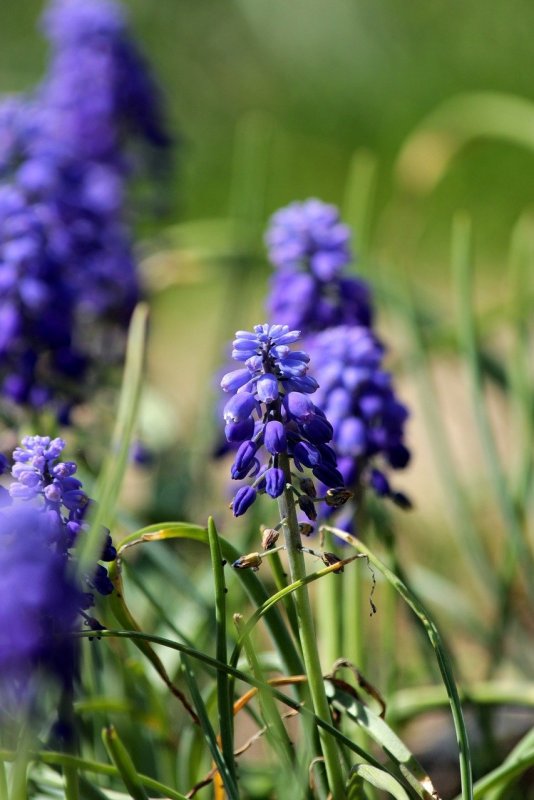Мускари Muscari