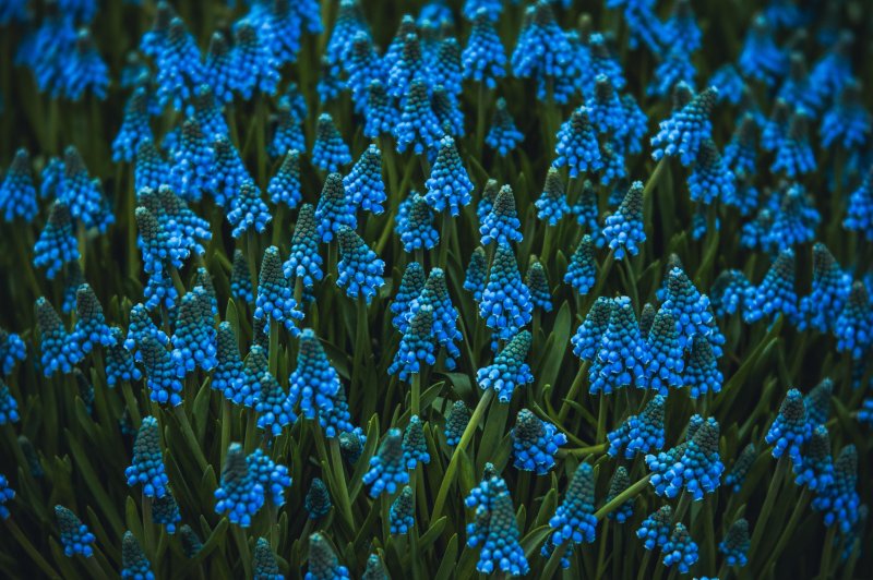 Мускари carneum